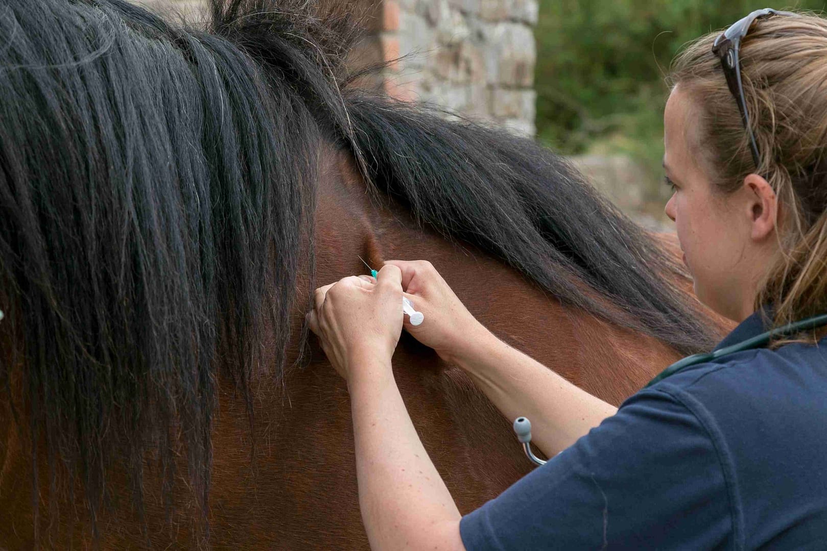 Vaccinations Frome Equine Vets